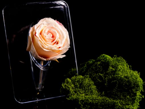 Rose auf schwarz
