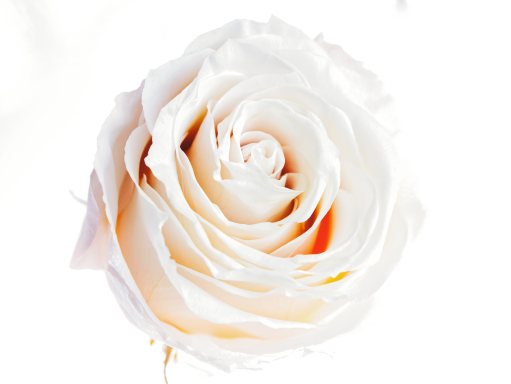 Rose auf weiß